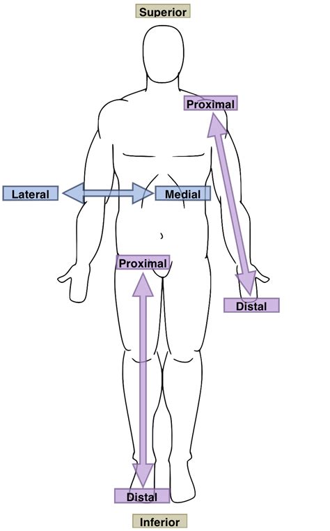 File:Anatomical Directions.png - Wikimedia Commons