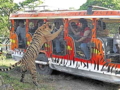 Zoobic Safari Admission Ticket in Subic