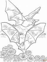 Printable Bat Coloring Pages sketch template