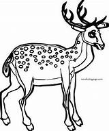 Deer Spotted Coloring Page  Wecoloringpagecom sketch template