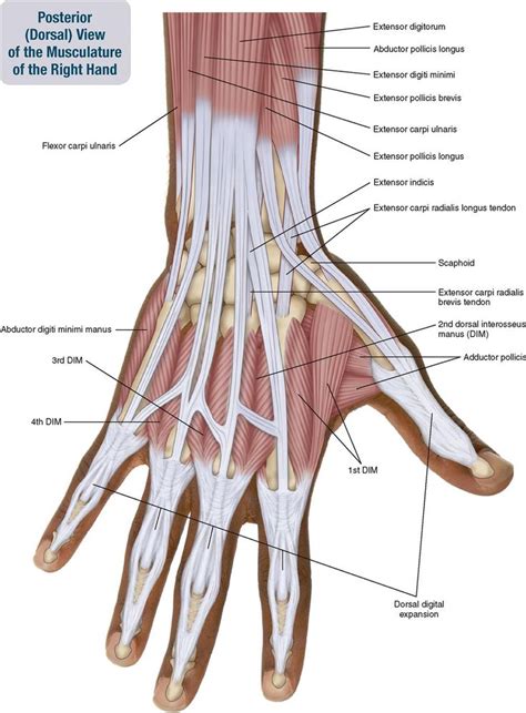 Tendons In Right Hand 7. Muscles Of The Forearm And Hand ...