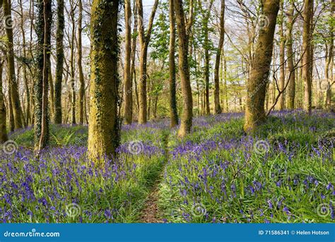 A Path through Bluebell Woods Stock Image - Image of hyacinthoides ...