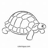 Turtle Coloring Pages Free Printable PDF sketch template