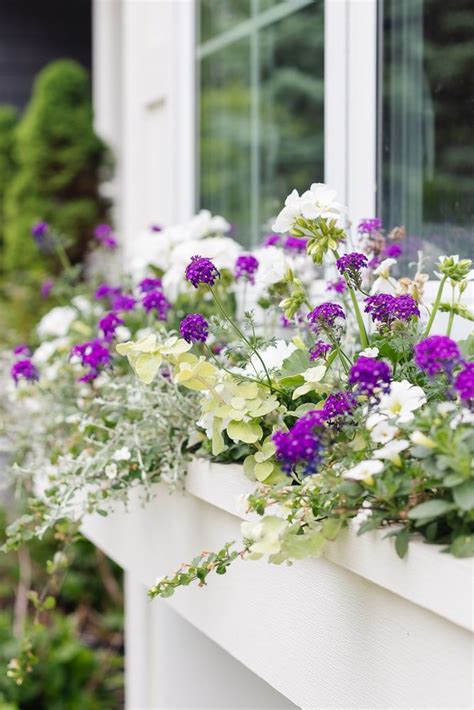 White and Purple Flower Window Box Flowers | Window box flowers ...