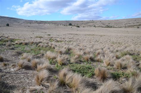 New Serrated Tussock research added to website – Victorian Serrated Tussock Working Party