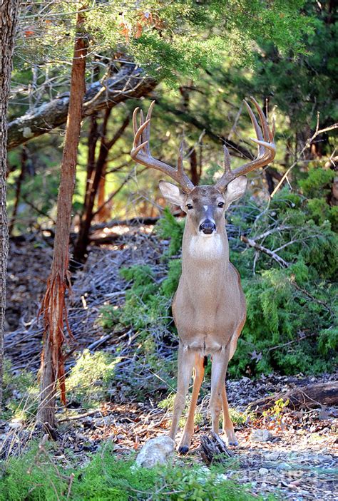 Animal Portrait of a 12 point white-tailed buck Photograph by Gunther ...