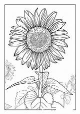 Sunflower Coloring Pages52  Free Printable coloring Pages Cute sketch template
