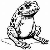 Toad Coloring Page · Creative Fabrica sketch template