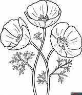 California Poppy Coloring Page  Easy Drawing Guides sketch template