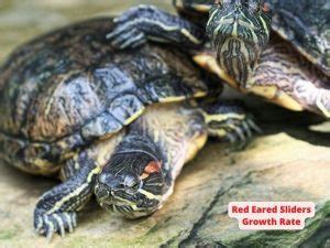 Red Eared Sliders Growth Rate: How Fast Do They Grow?