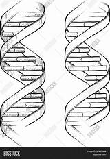 Dna The Double Helix Coloring Worksheet sketch template