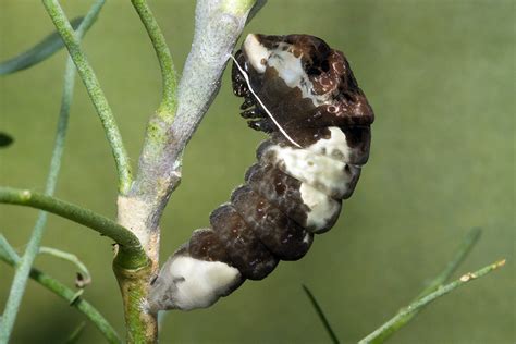 Giant Swallowtail (Papilio cresphontes) Life Cycle