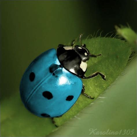 teal color lady bugs - Google Search | harmony | Ladybug, Insects, Bugs ...