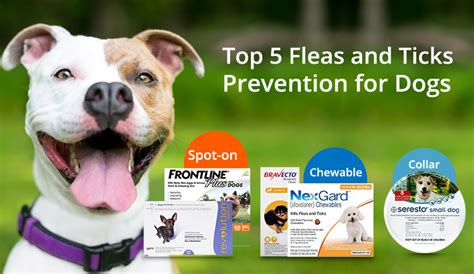 Top 5 Fleas and Ticks Prevention for Dogs