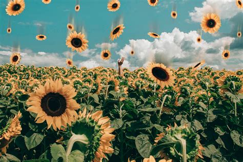 Free Images : flower, nature, sky, yellow, pollen, field, summer ...