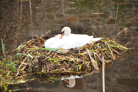 LAMINATED POSTER Swan Nature Sweltering Swan Nest Swan's Nest Breed ...