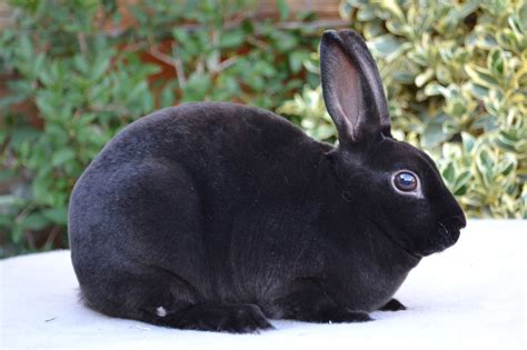 black baby rabbits - Google Search | Show rabbits, Rabbit, Rabbit breeds