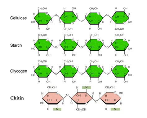 Polysaccharides: What are Polysaccharides and its Classify?