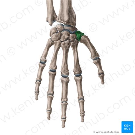 Trapeziometacarpal joint: Anatomy, movements | Kenhub