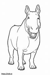 Bull Terrier Happy coloring Page sketch template