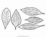 Autumn Leaves Coloring Page For Kids  Free Printable sketch template