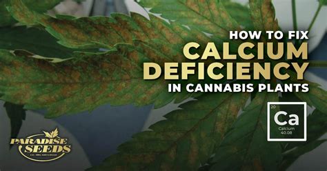 How to Fix Calcium Deficiency In Cannabis Plants - Paradise Seeds