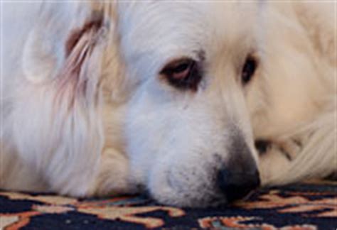 Great Pyrenees Dog » Great Pyrenees Grooming