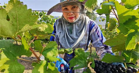 News & Events - Khao Yai Winery
