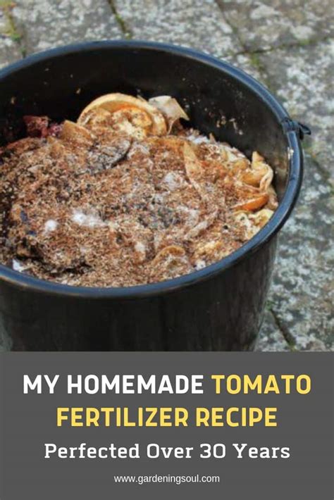 My Homemade Tomato Fertilizer Recipe - Gardening Soul