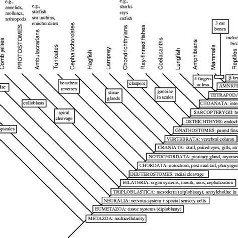 A phylogeny of animals (Metazoa) | Download Scientific Diagram