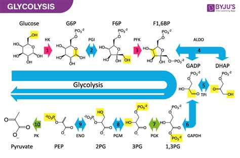 4.Write down the overview of the ten steps glycolysis cycle and how ...