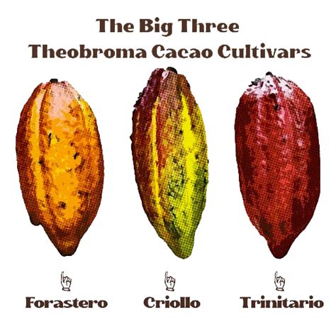 The Three Main Types of Cacao — oodaalolly chocolate