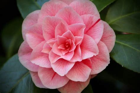 How to Grow and Care for Camellia Flower | Happy DIY Home