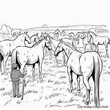 Herd Of Horses Coloring Pages  Free & Printable sketch template
