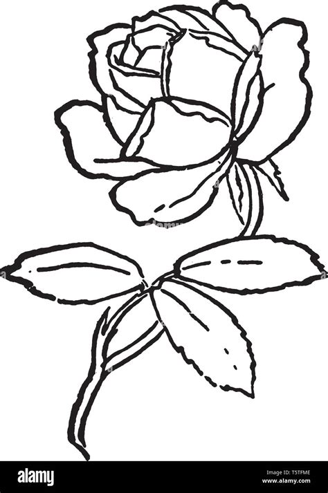 This picture is showing a rose flower. The rose is used for the ...