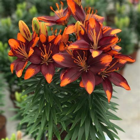 Lilium asiaticum Lily Looks 'Tiny Lion' Asiatic Lily | Garden Center Marketing