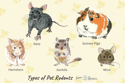 Pin on Rats Mice Dormice