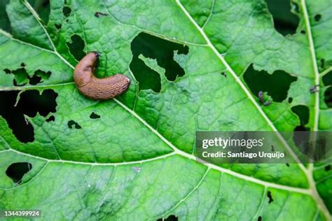 Slug Eat Photos and Premium High Res Pictures - Getty Images