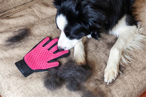 How to Groom a Border Collie (8 Expert Tips) | Hepper