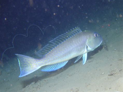 Tilefish - Size, Reproductive Season, Habitat, Species and Mercury