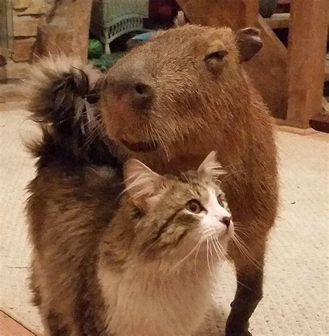 Cat and Capybara | Capybara, Cats, Funny cute cats