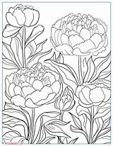 20 Free Peonies Coloring Pages For Adults And Kids – My Spot sketch template