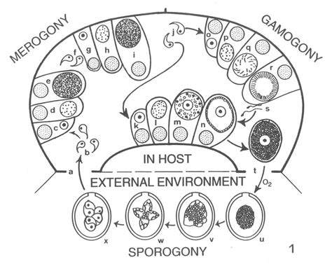 Parasitologia Veterinaria: abril 2012