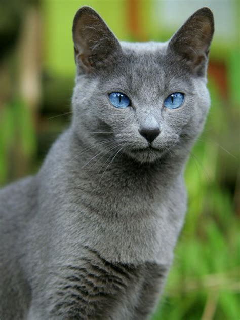 russian blue cat - Utility More