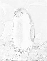 Moody Adelie Penguin Immediate Printable Coloring Page In PDF & JPG  sketch template