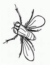 26 Best Ideas For coloring  Fly Coloring Page sketch template