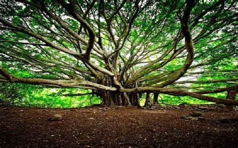 Acharya Jagadish Chandra Bose Indian Botanic Garden - Nursey News ...