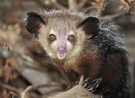 Aye-aye - Duke Lemur Center