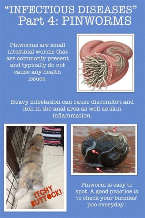 INFECTIOUS DISEASES (PART 4) – PINWORM – Bunny Wonderland