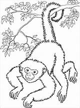 Realistic Monkey In A Tree Coloring Page  ColoringBay sketch template